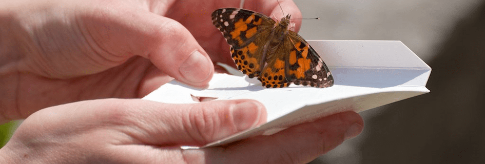2024 Bfly Image butterfly on hand for Canada Helps and Eblitz