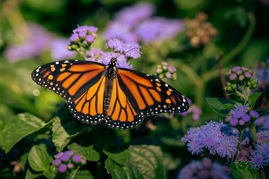 A vibrant Monarch butterfly resting on purple flowers in a garden setting.
