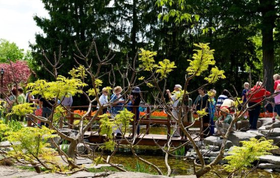 Garden I